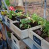 Inside-greenhouse