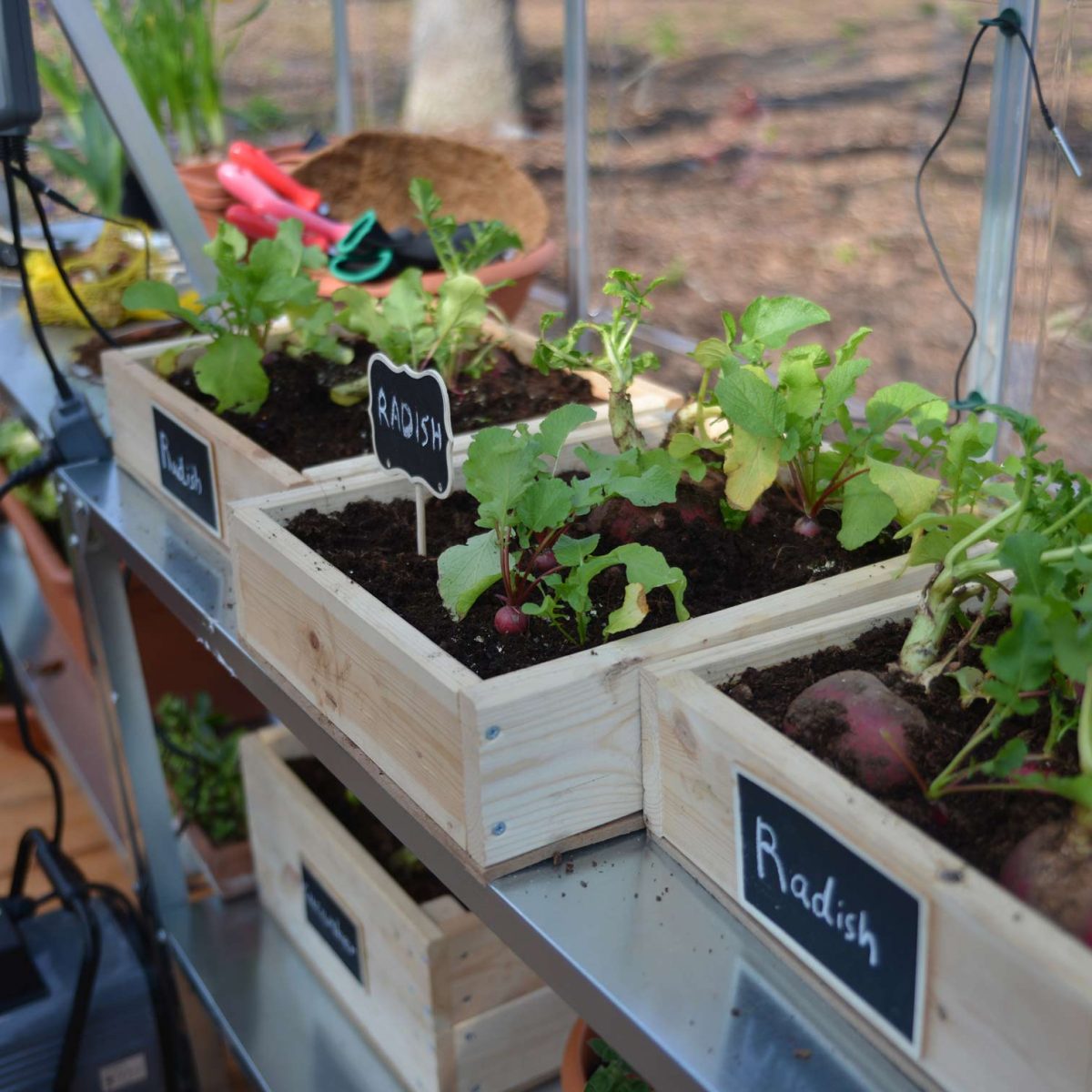 Inside-greenhouse