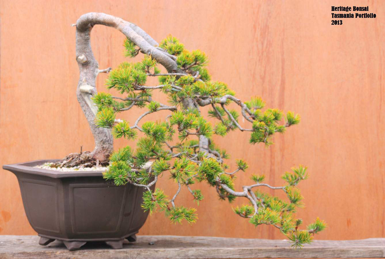 bonsai-heritage-3