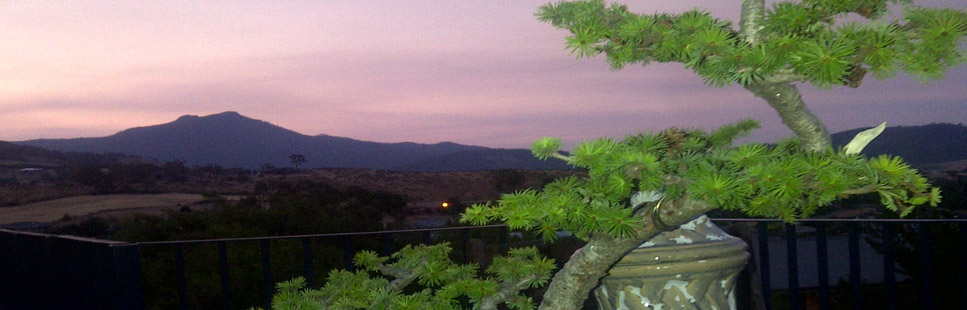 Balcony gardens - bonsai is ideal for small spaces