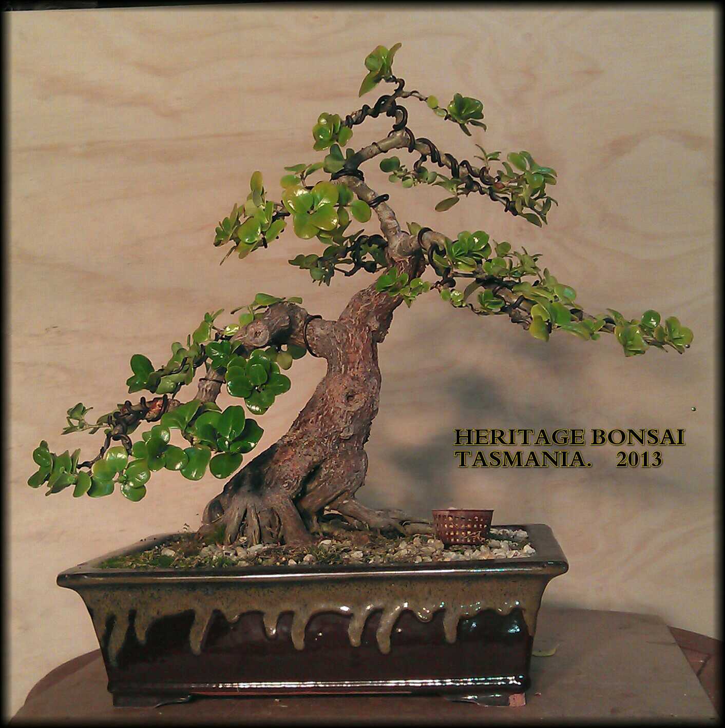 bonsai-heritage-root