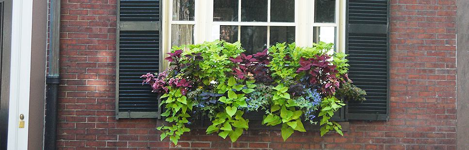 window-boxes-boston