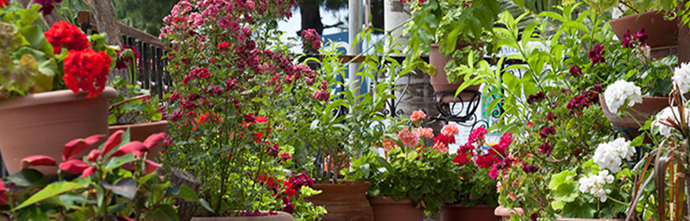 Creating a Balcony Garden