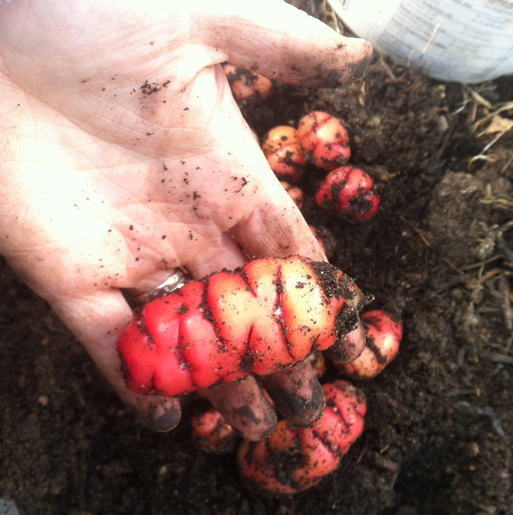 Growing YAMS in Australia? Use a Greenhouse Landera