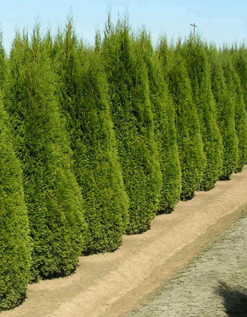 Timber Garden Sheds - Quality Cedar Sheds & The Best Service - Landera
