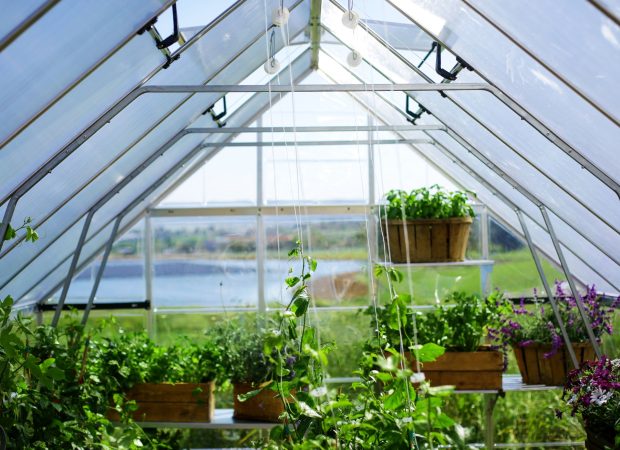 Palram-Canopia_Greenhouses_Accessories_Trellising_Kit_Main-2 Palram-Canopia_Greenhouses_Accessories_Trellising_Kit_Main-2