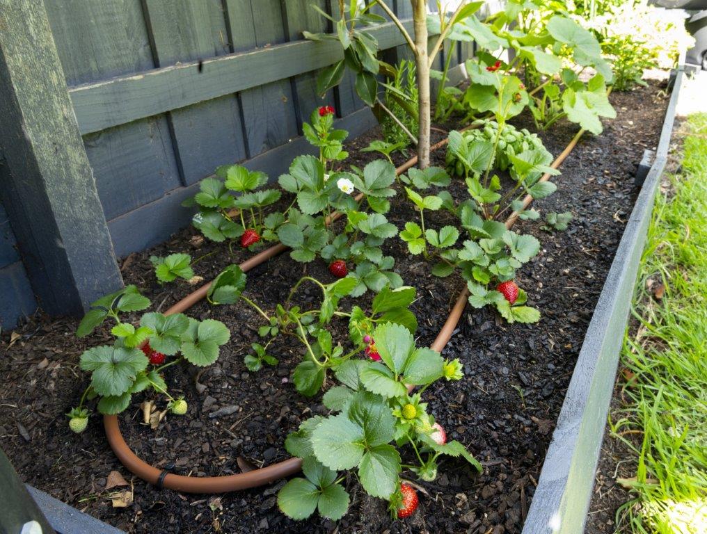 201204_Maze39-1.jpg