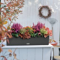 A_BLC_CTG80_gra_BLOOMS_Herbst_2017-1.jpg