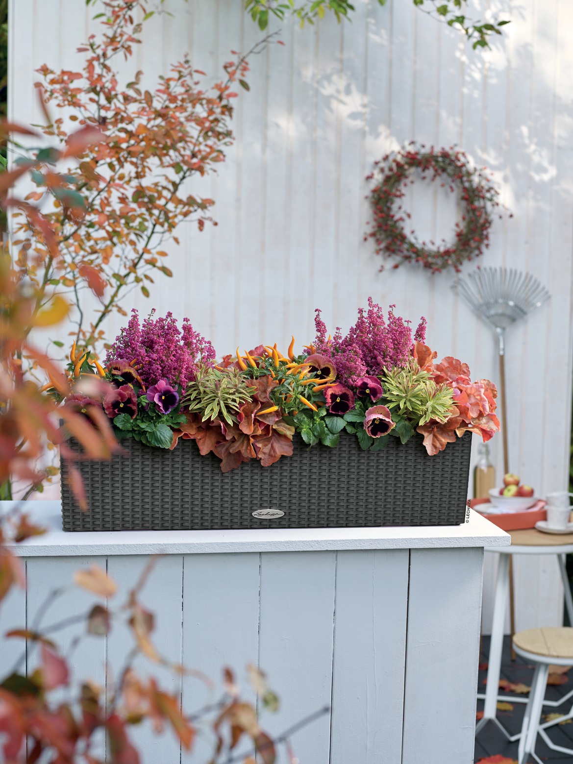 A_BLC_CTG80_gra_BLOOMS_Herbst_2017-1.jpg