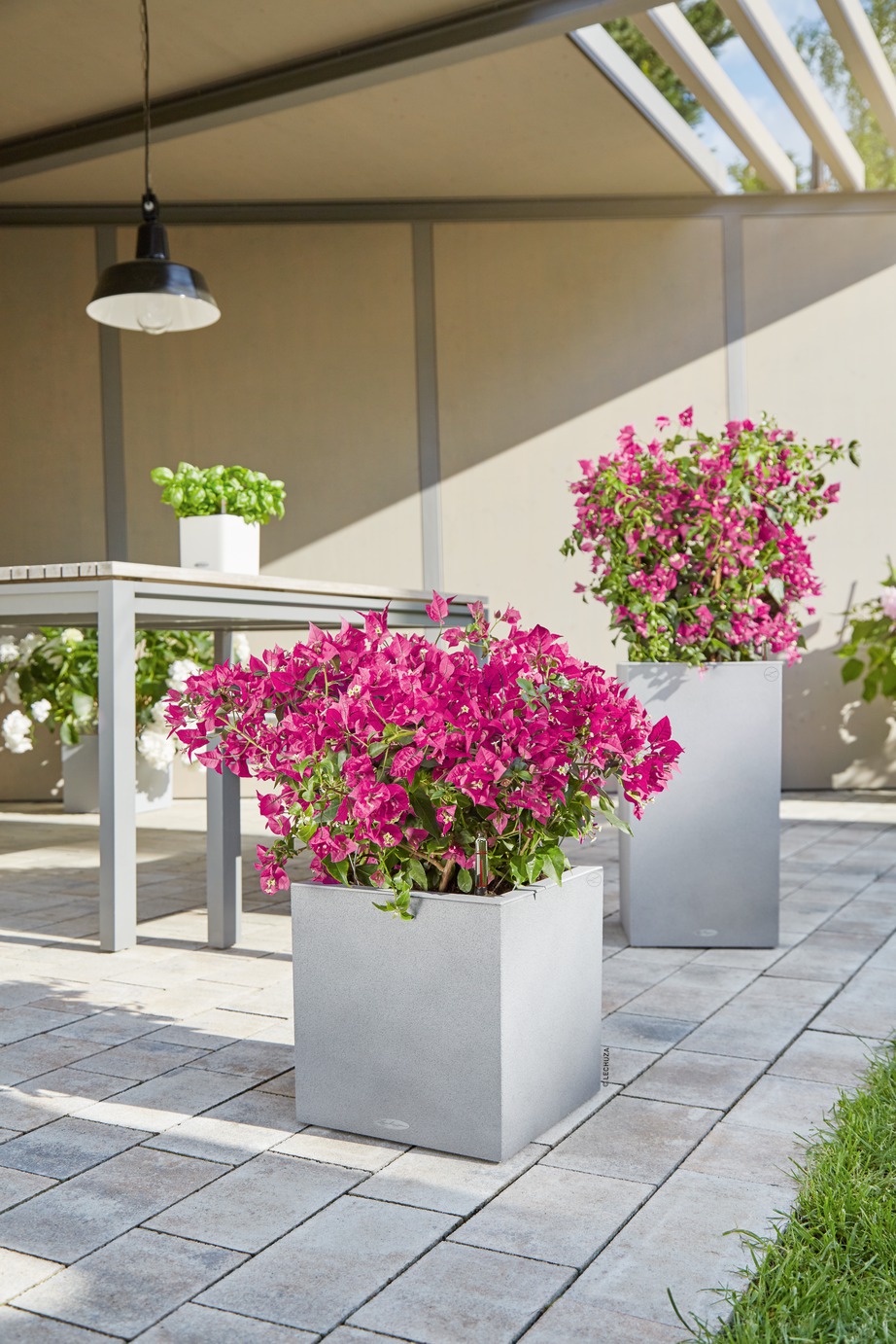 A_CAS40_CAW40_stg_Bouganvillia_2017.jpg