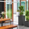 A_CAW40_CAS40_2_gras_Dracaena_2017_x.jpg