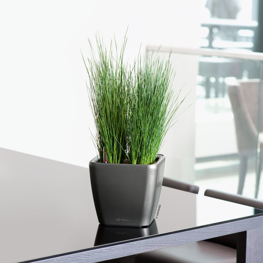 A_Q21_LS_anth_Juncus_Pencil_Grass.jpg
