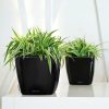 A_Q21_LS_sw_Chlorophytum_comosum.jpg