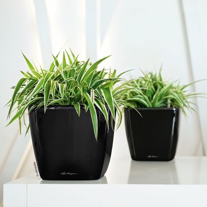 A_Q21_LS_sw_Chlorophytum_comosum.jpg