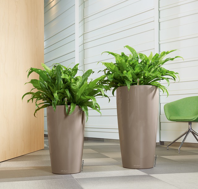A_RD32_40_tp_Asplenium_nidus-1.jpg