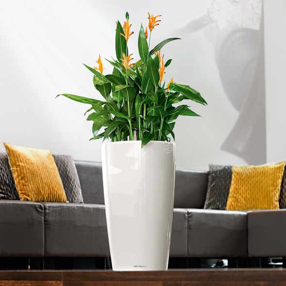 A_RD32_w_Heliconia_TITELVARIANTE-1.jpg