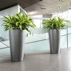 A_RD40_2_anth_Dracaena-1.jpg