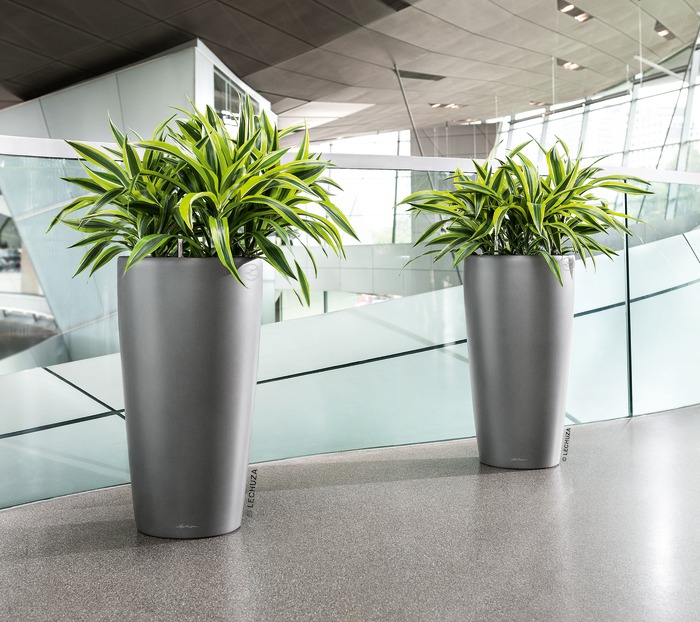 A_RD40_2_anth_Dracaena-1.jpg