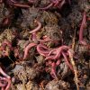 Black-3-Tier-Worm-Farm-With-1000-worms_Image4.png