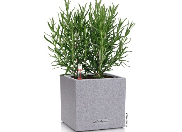 CANTO-Stone-14-Main-Image-1.png