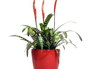 CLASSICO LS 28 Premium