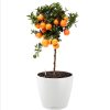 Classico-Color-60-Main-Image.png