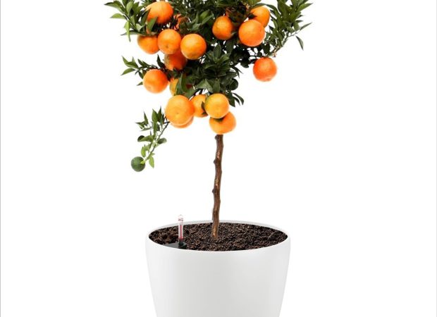 Classico-Color-60-Main-Image.png