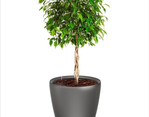 CLASSICO LS 50 Premium