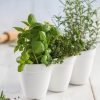 Ivy-Herb-Kit_12.jpg