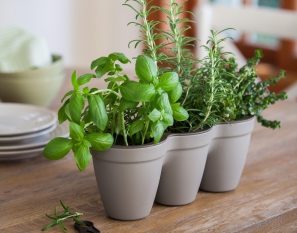 3 Herbs Planter Kit (Grey)