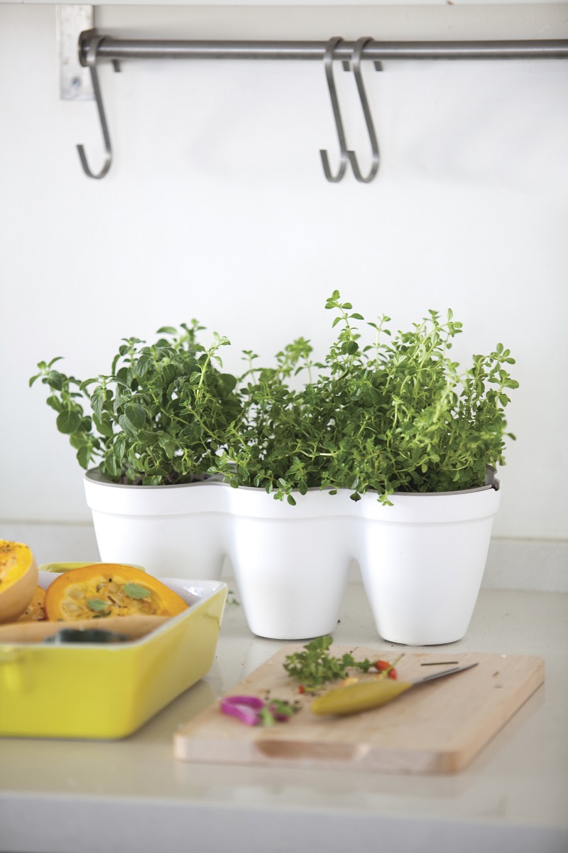 Ivy-Herb-Kit_5.jpg