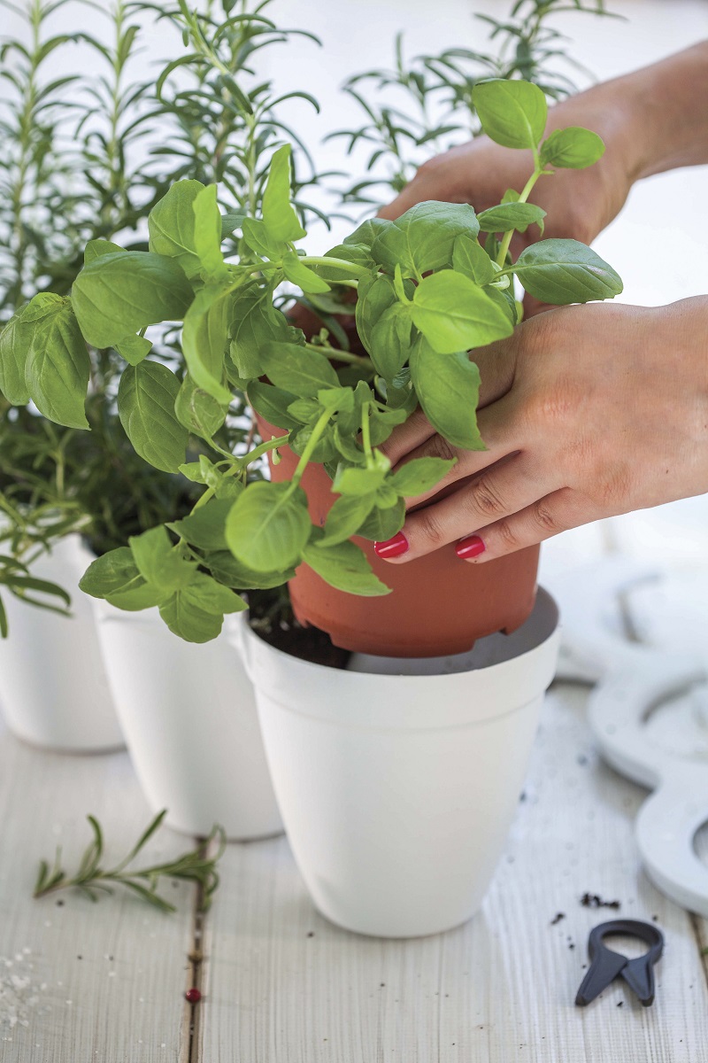 Ivy-Herb-Kit_6.jpg