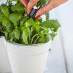 Ivy-Herb-White-1.jpg