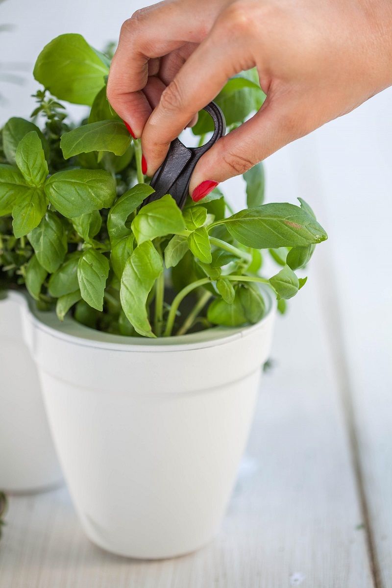 Ivy-Herb-White-1.jpg