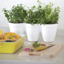 Ivy-Herb-White-2.jpg