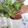 Ivy-Herb-White-4.jpg