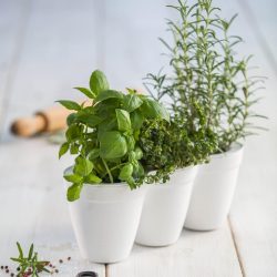 Ivy-Herb-White-6.jpg