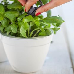 Ivy-Herb-White-8.jpg