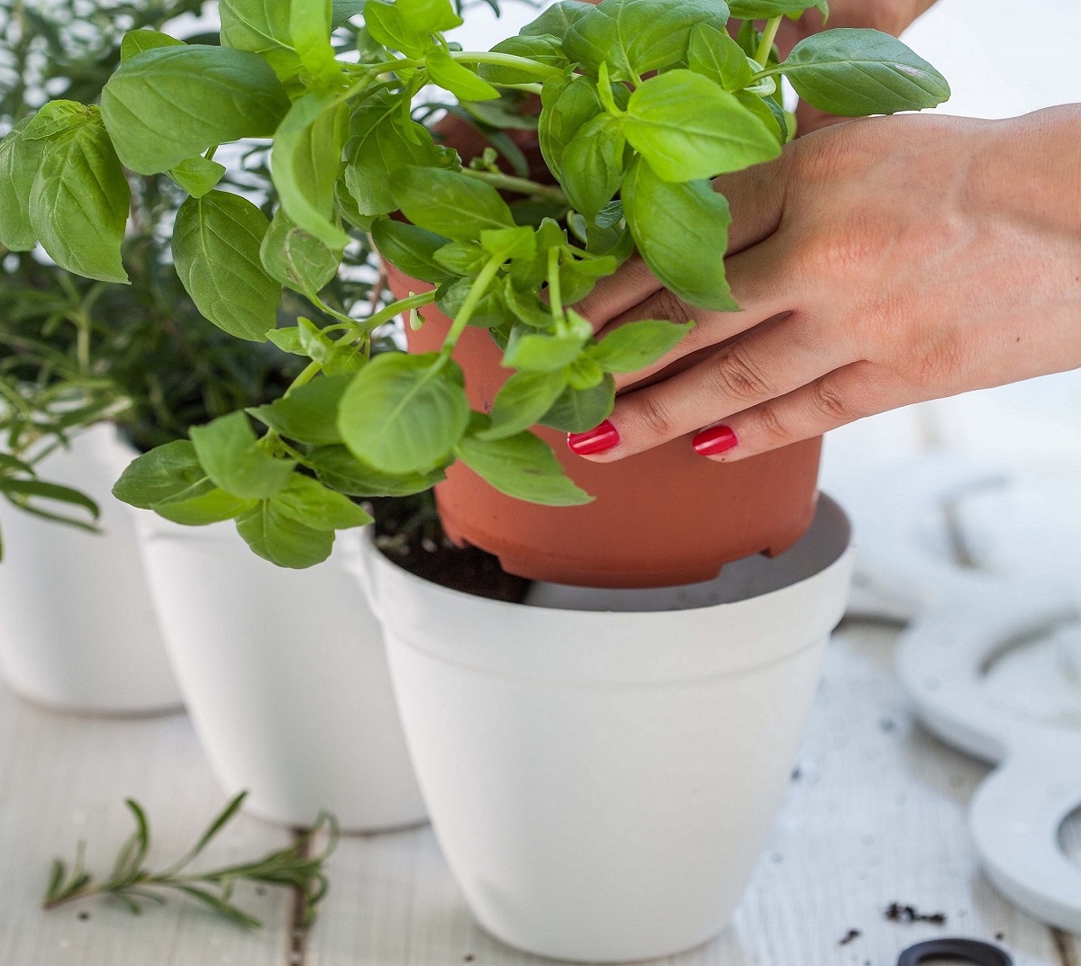 Ivy-Herb-White-9.jpg