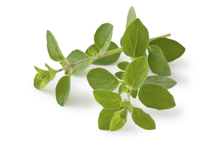 Oregano.jpg