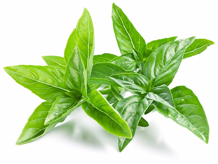 Sweet-Basil.jpg