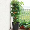 Tomato_Grower-Image5-1.png