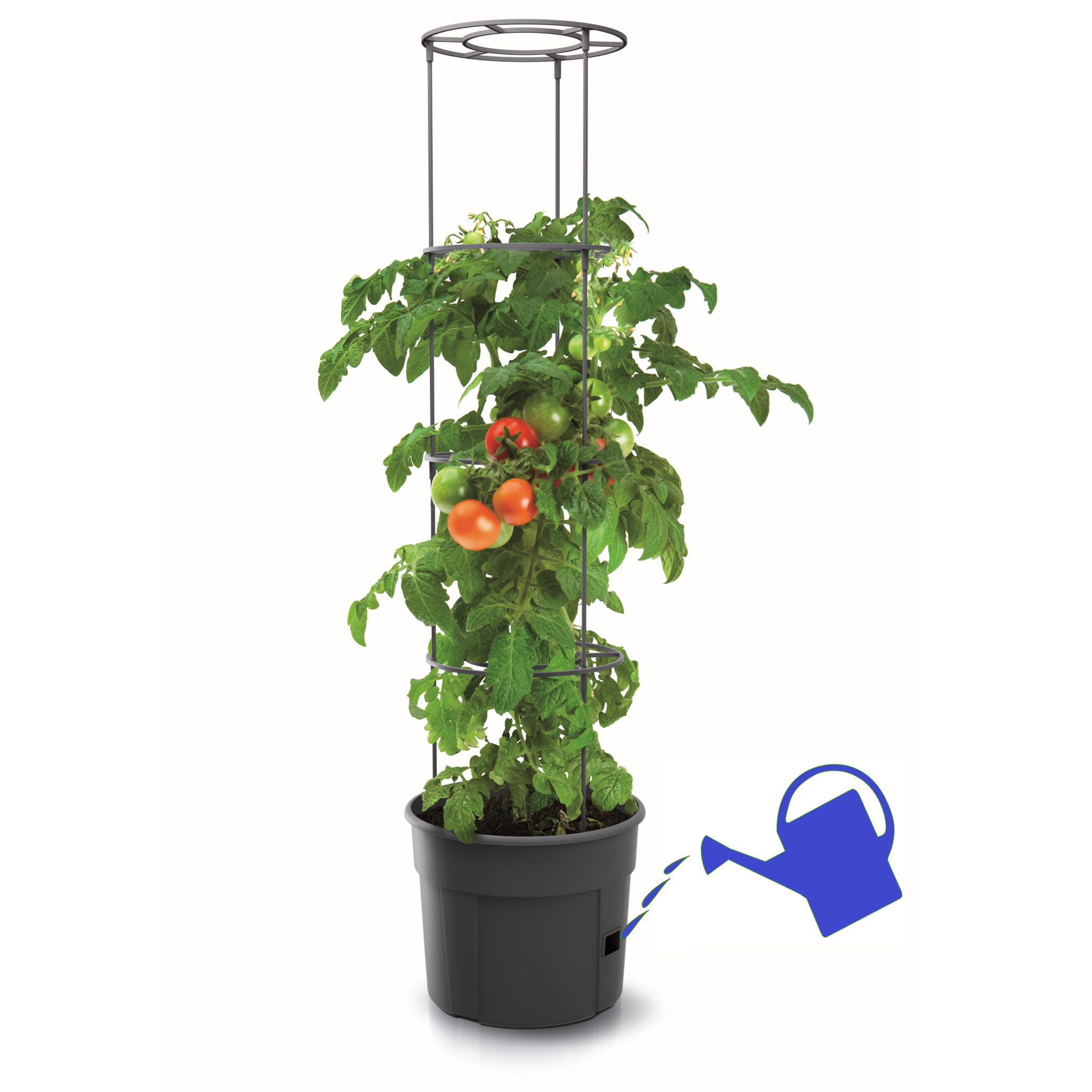Tomato_Grower-with-watering-can.png