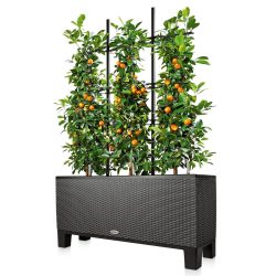 Trellis-Image-2.png