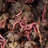 compost-worms-1000-01-1.jpg