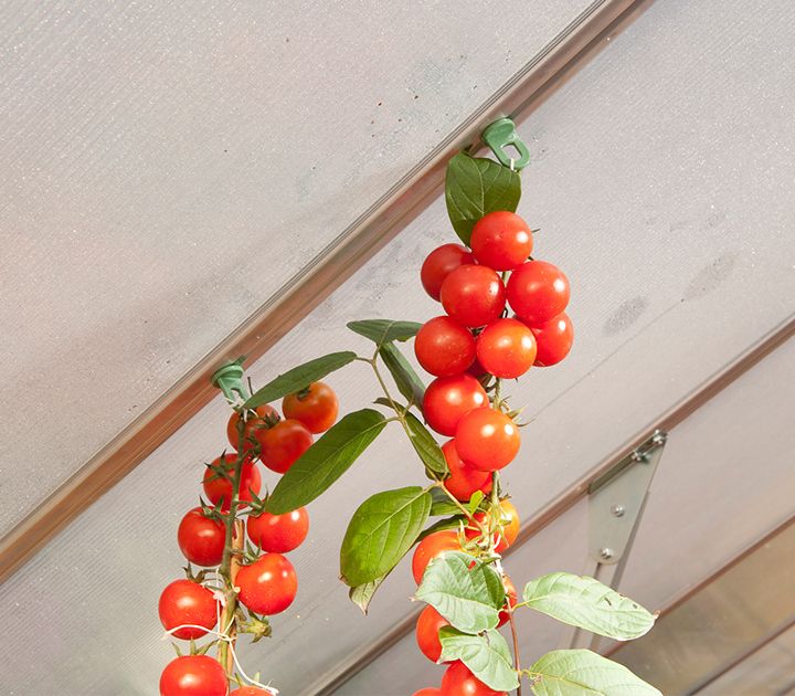 GREENHOUSE PLANT HANGER KIT