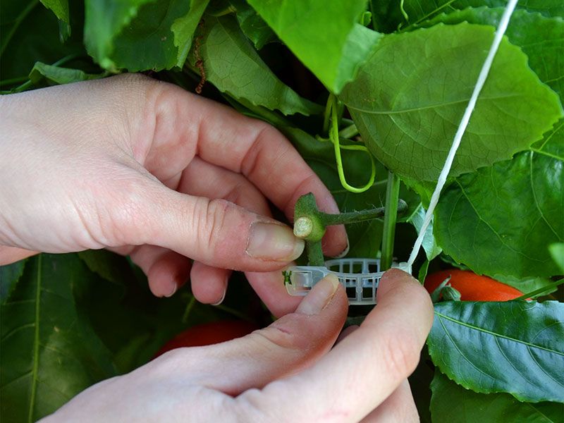 GREENHOUSE TRELLISING KIT